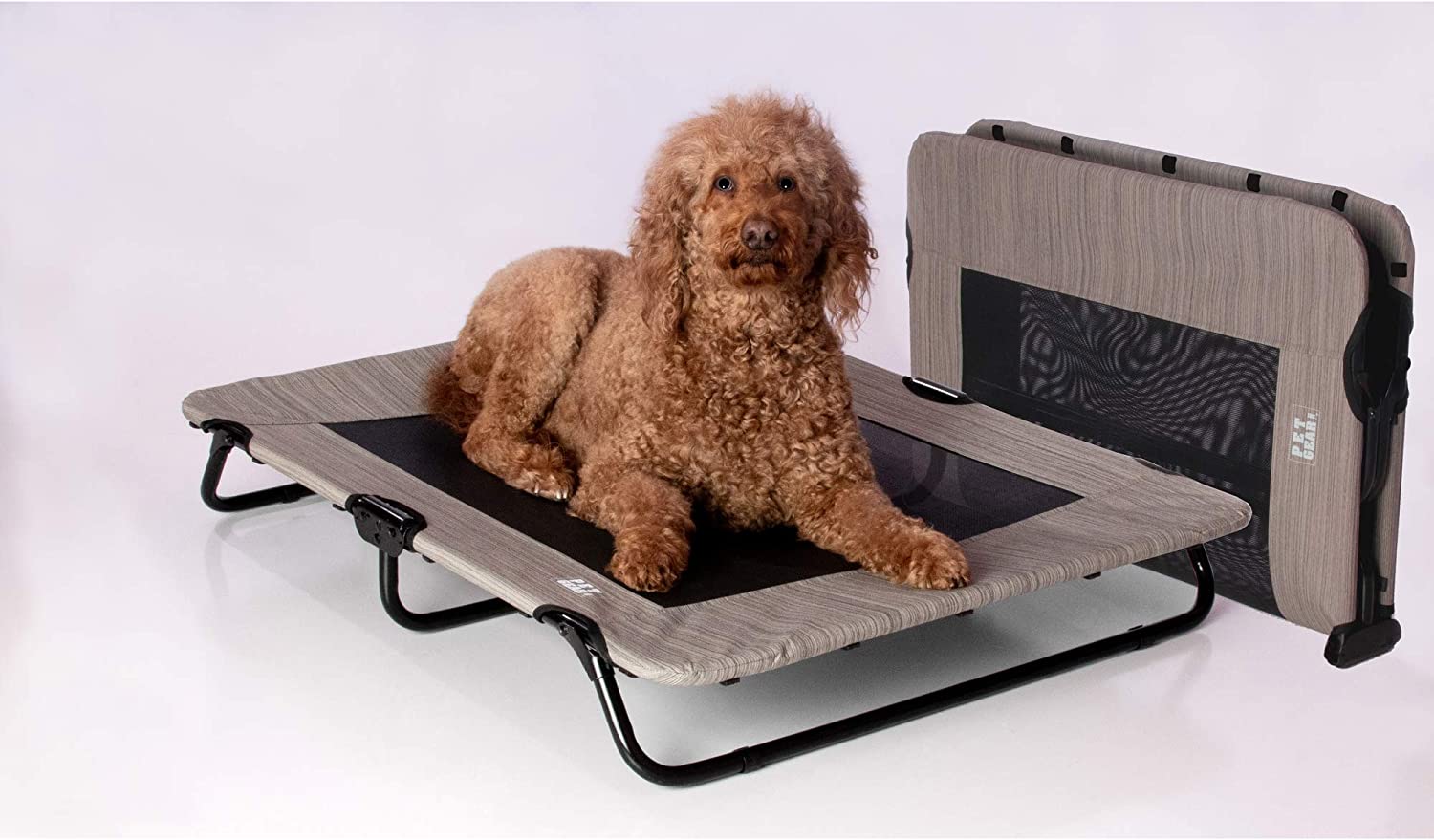 Brown dog laying on an elevated pet cot with a folded bed in the background